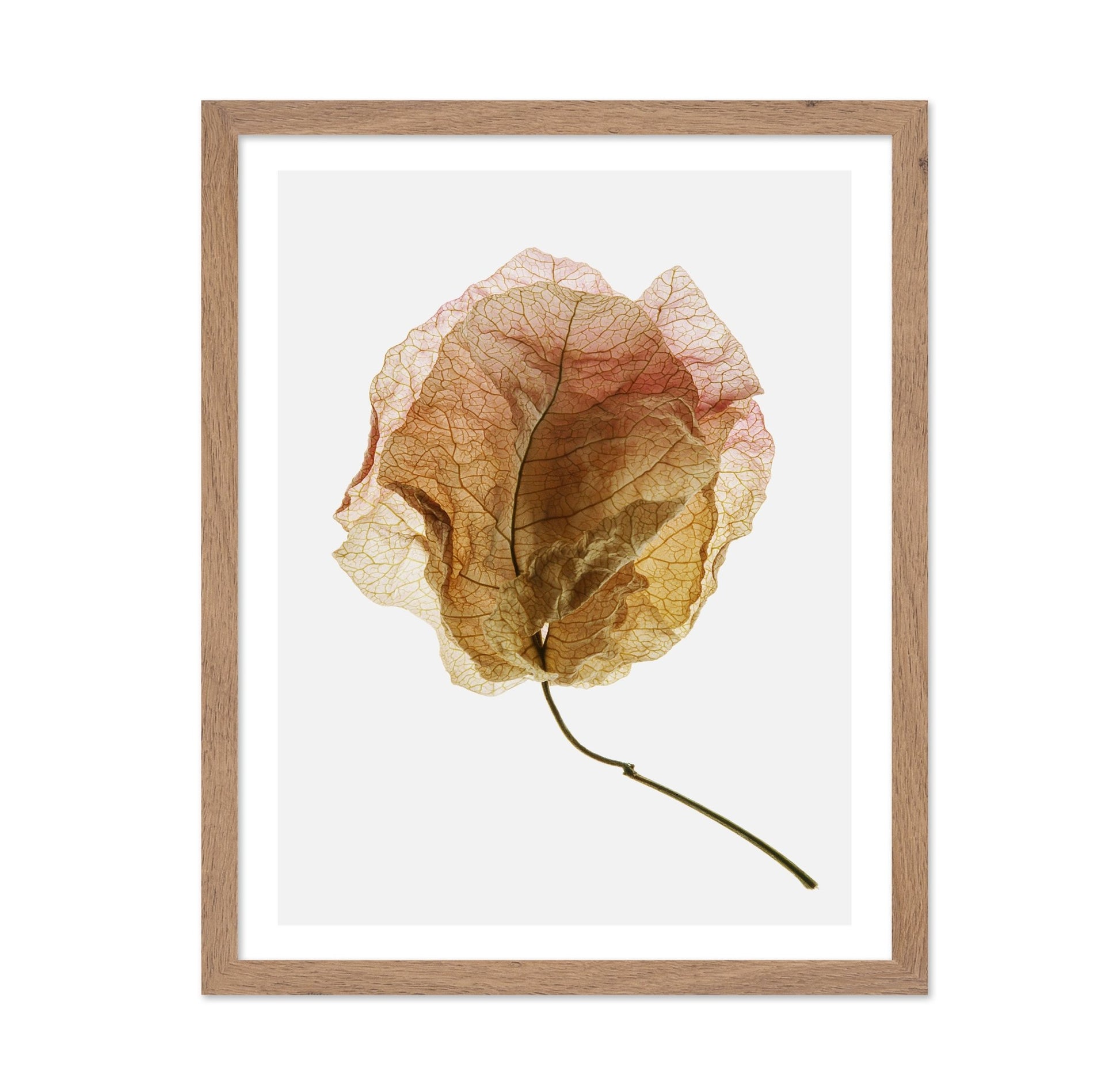 Dried Petal Texture