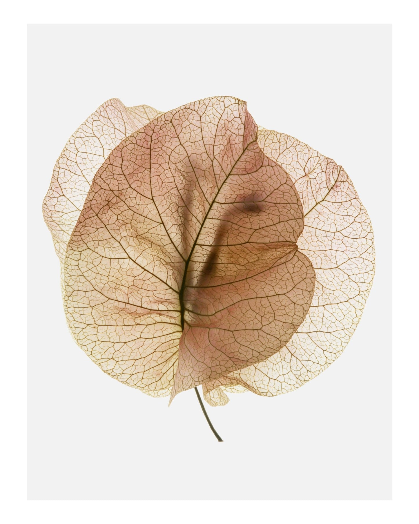 Translucent Floral Veins