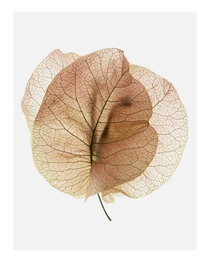 Translucent Floral Veins