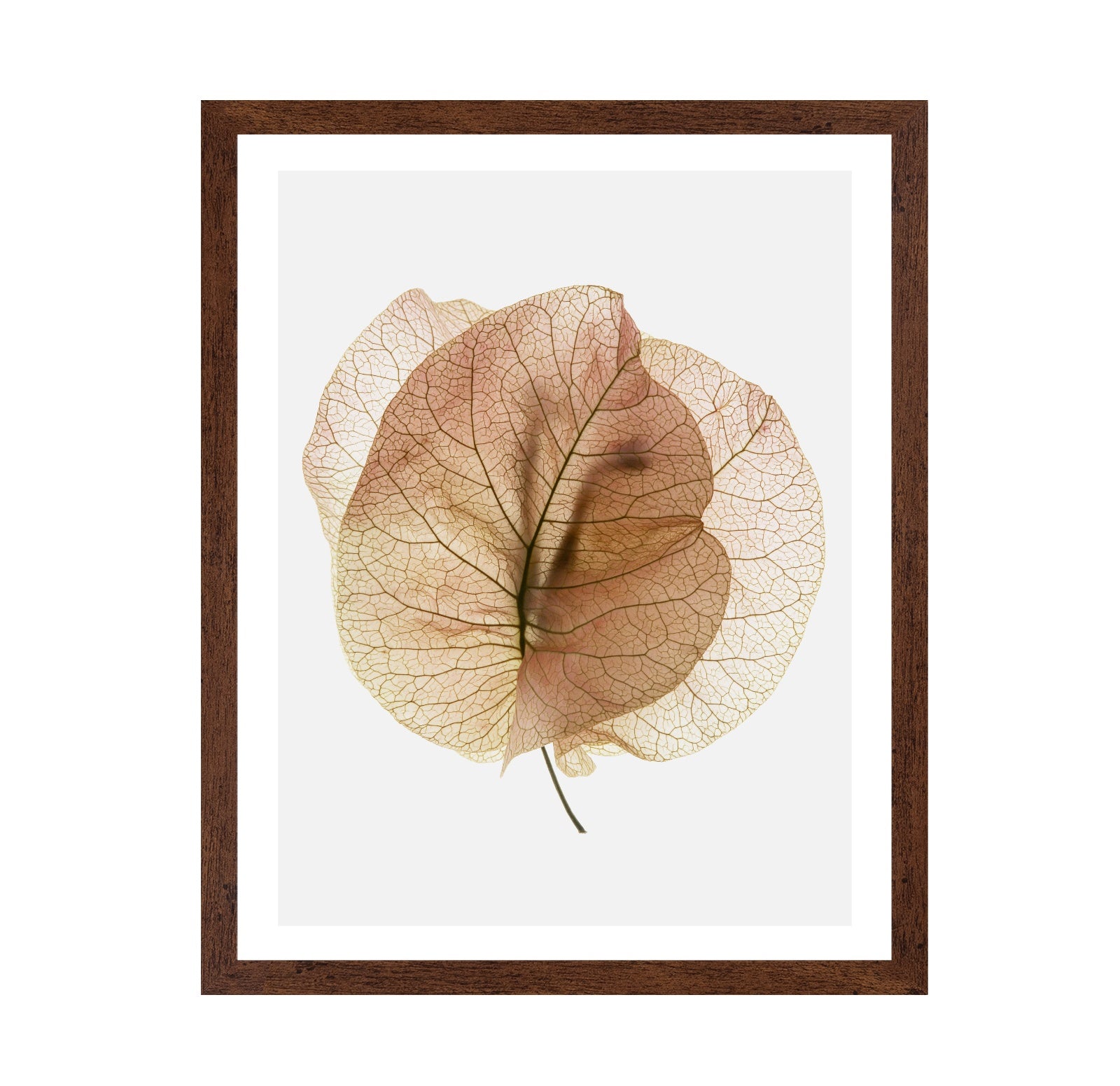 Translucent Floral Veins