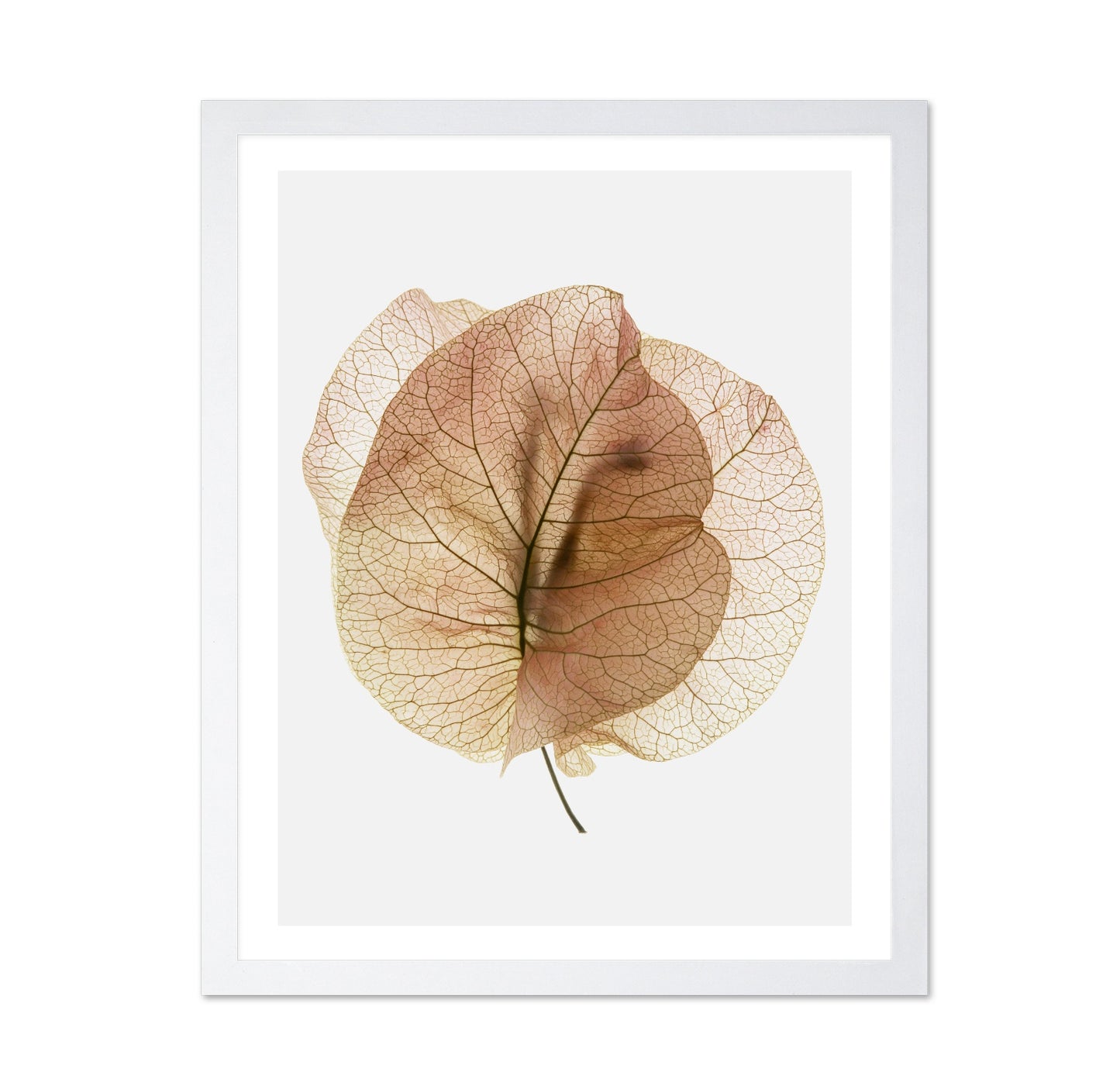Translucent Floral Veins
