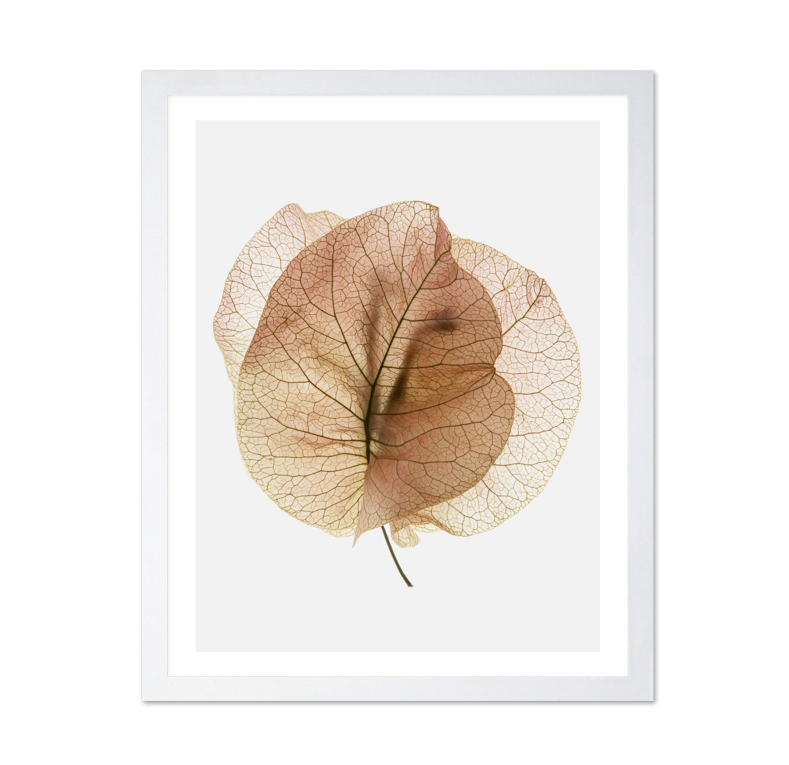 Translucent Floral Veins