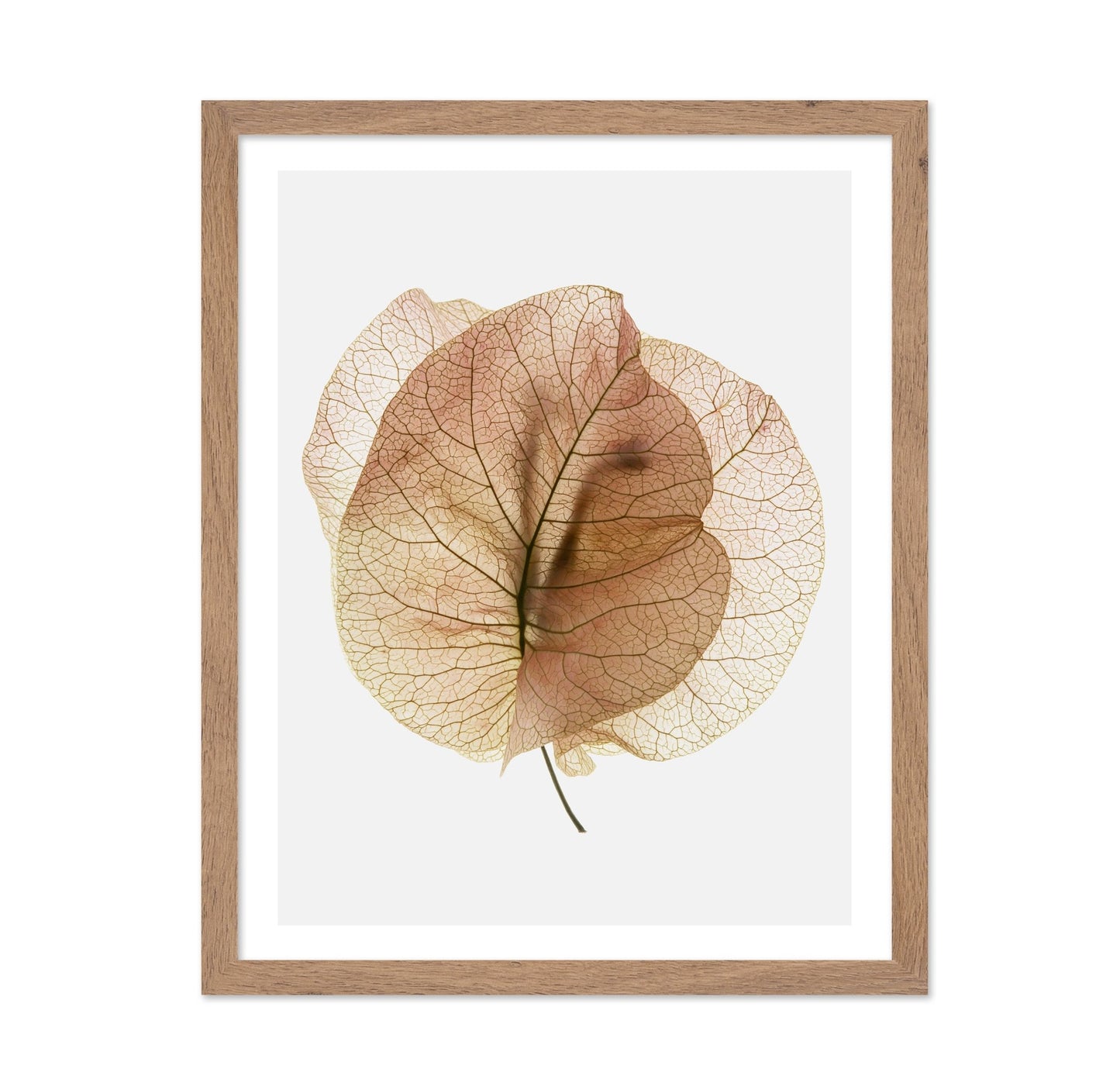 Translucent Floral Veins