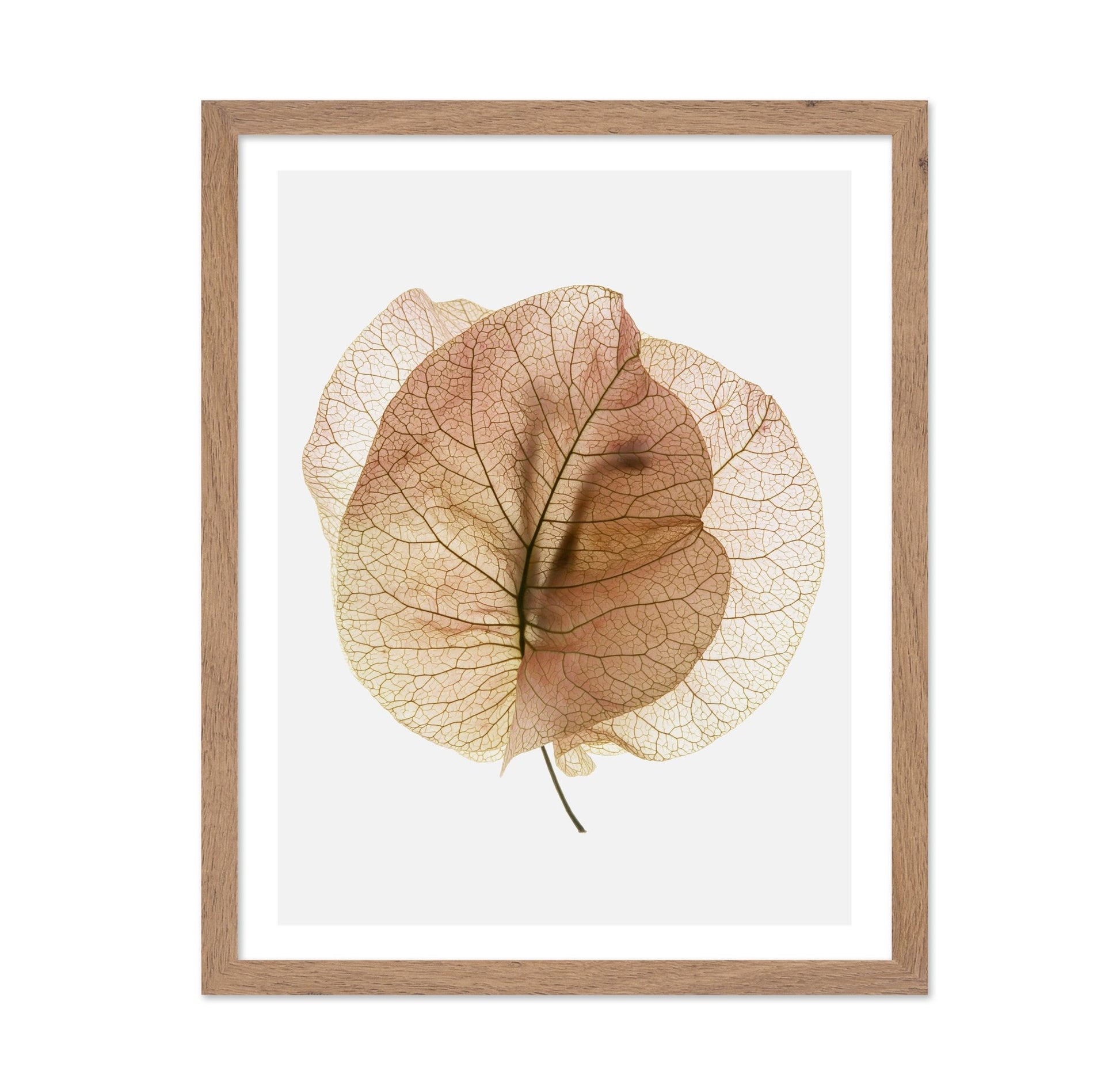 Translucent Floral Veins
