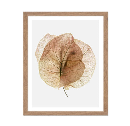 Translucent Floral Veins
