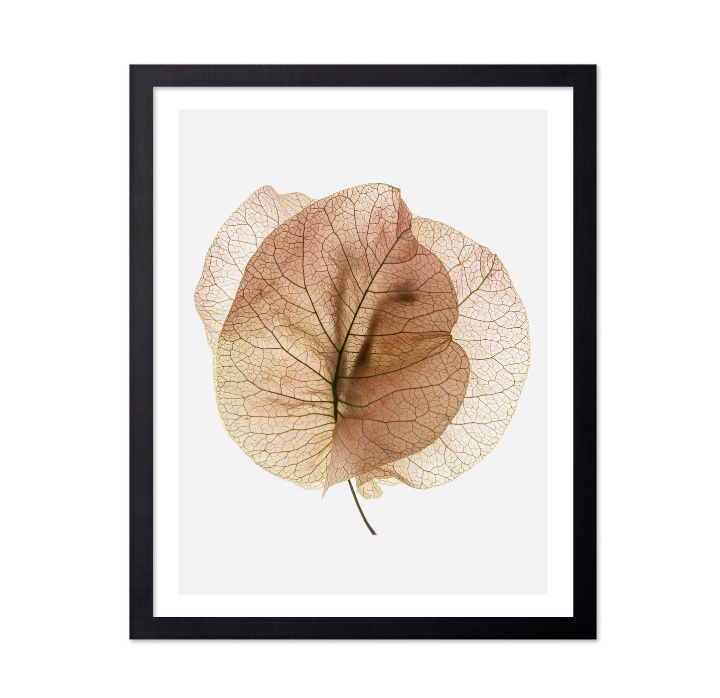 Translucent Floral Veins