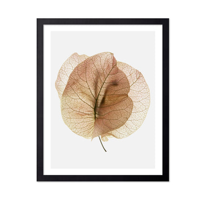Translucent Floral Veins