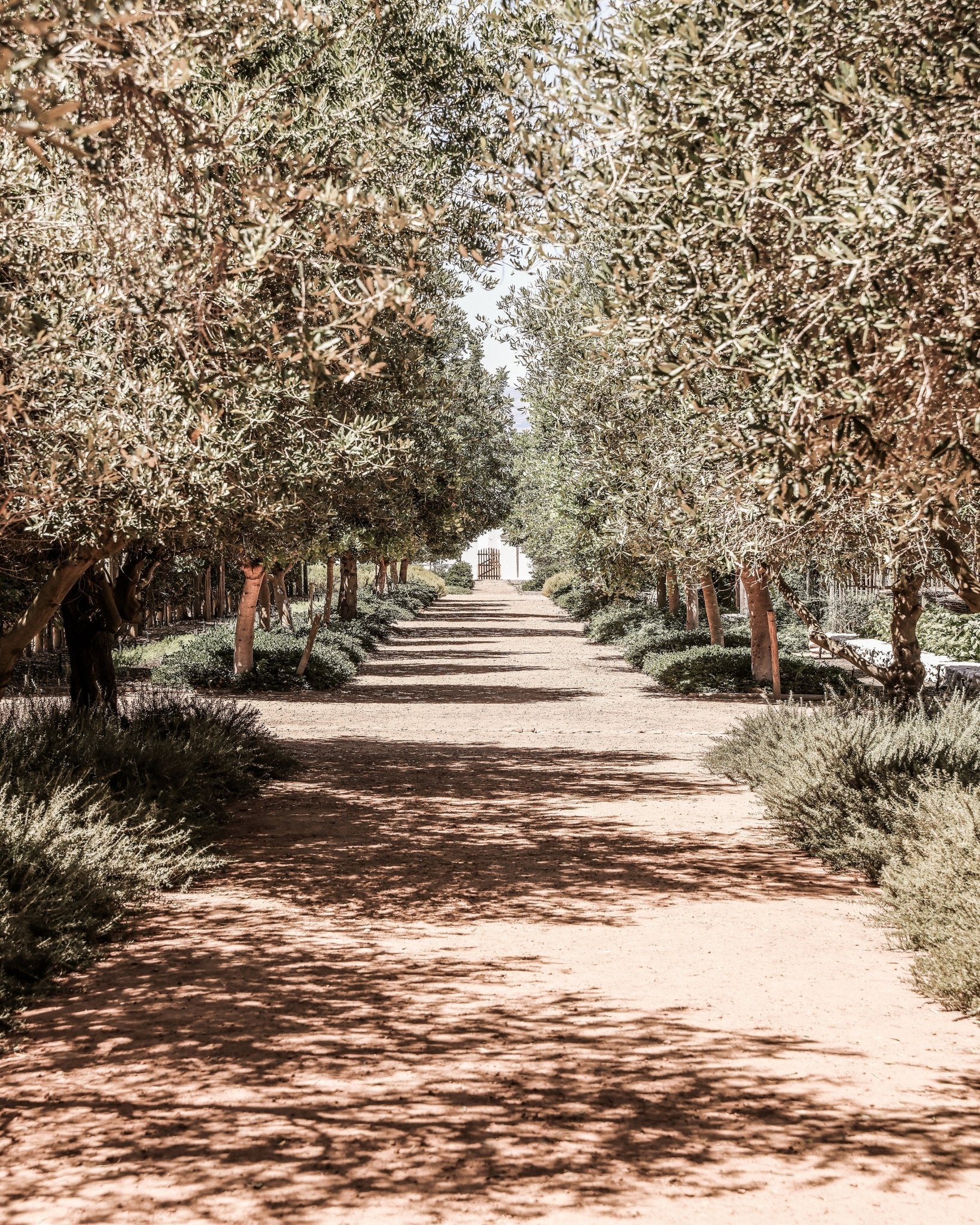 Olive Tree Pathway