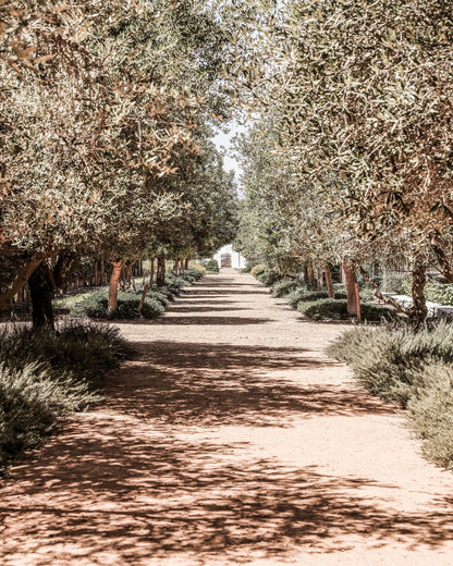 Olive Tree Pathway