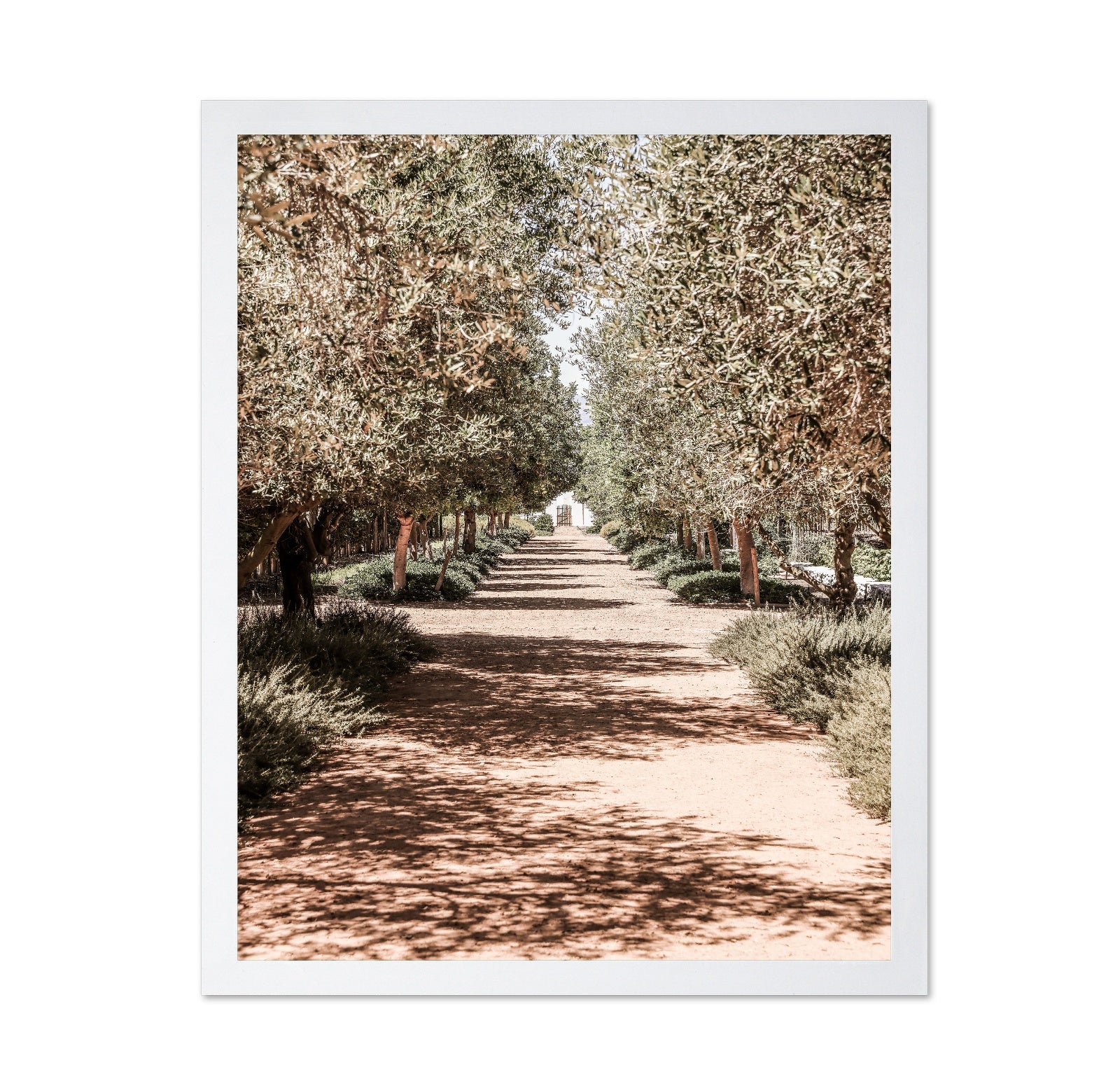 Olive Tree Pathway