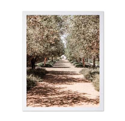 Olive Tree Pathway