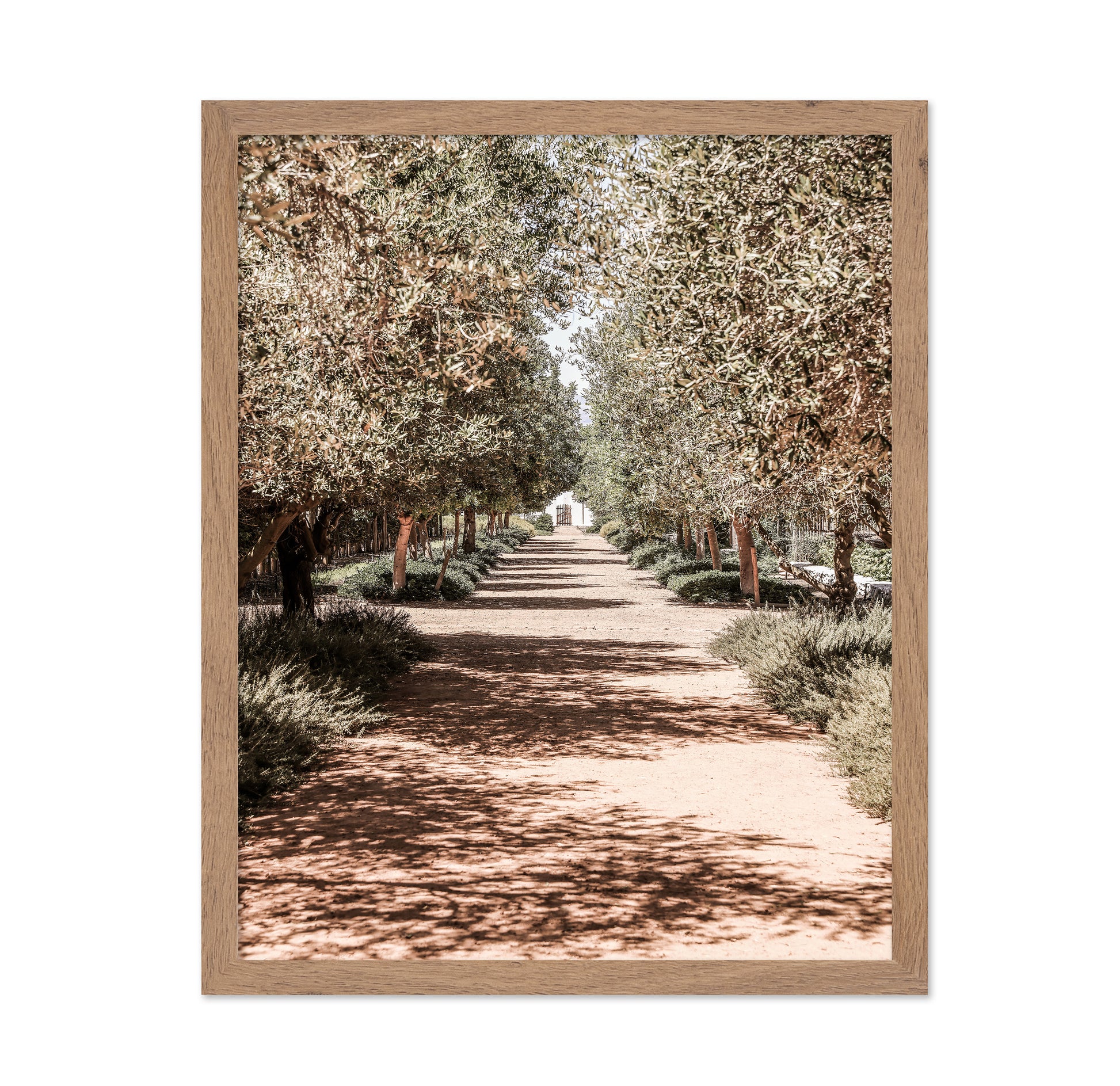 Olive Tree Pathway