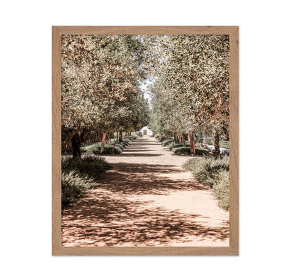 Olive Tree Pathway