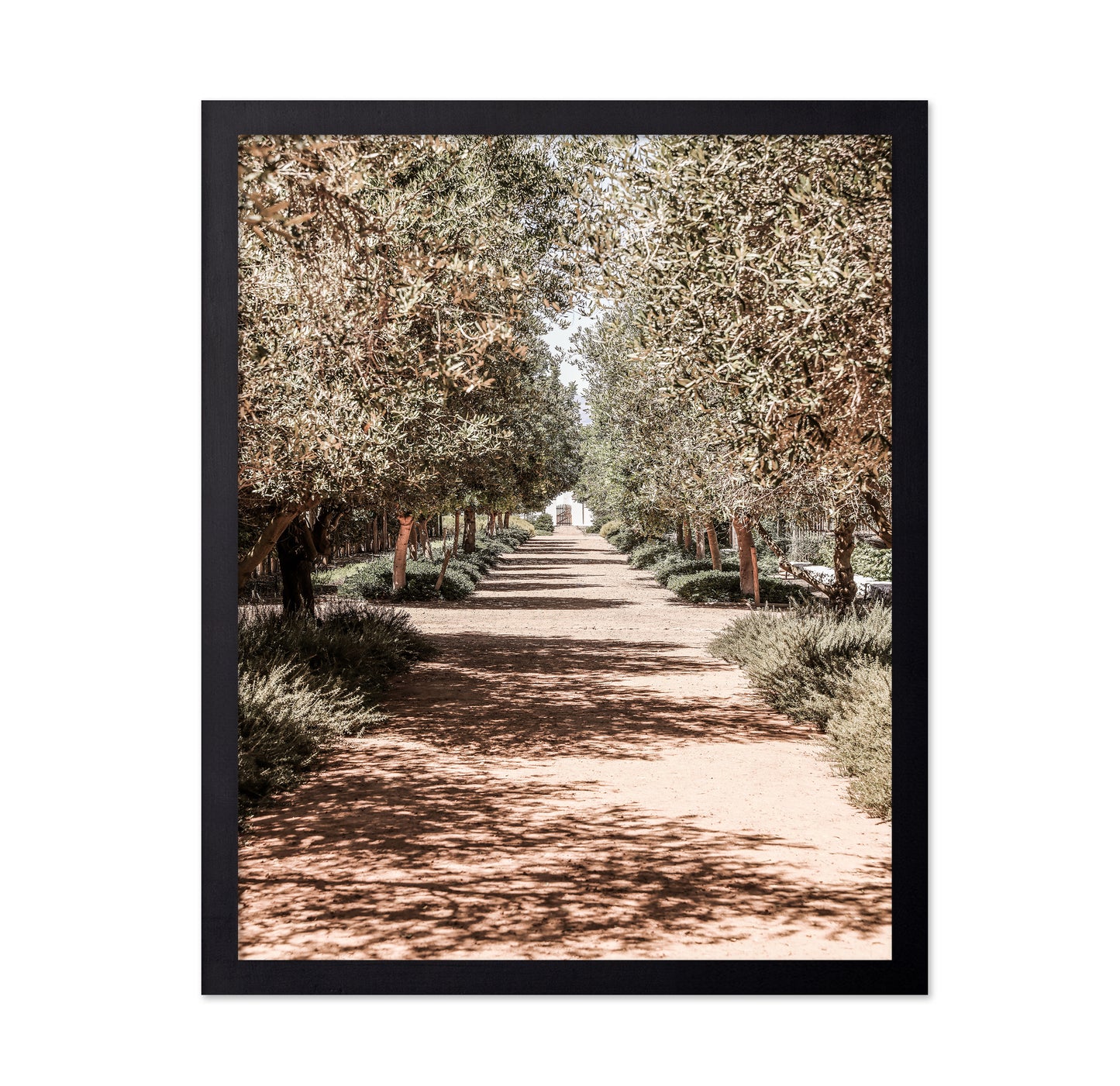Olive Tree Pathway