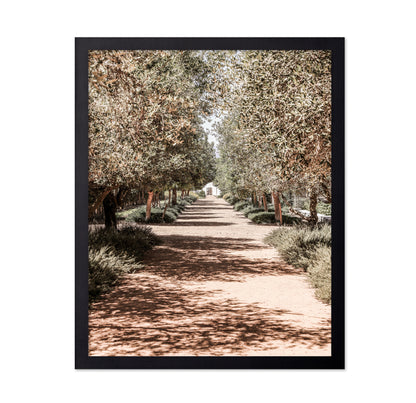 Olive Tree Pathway