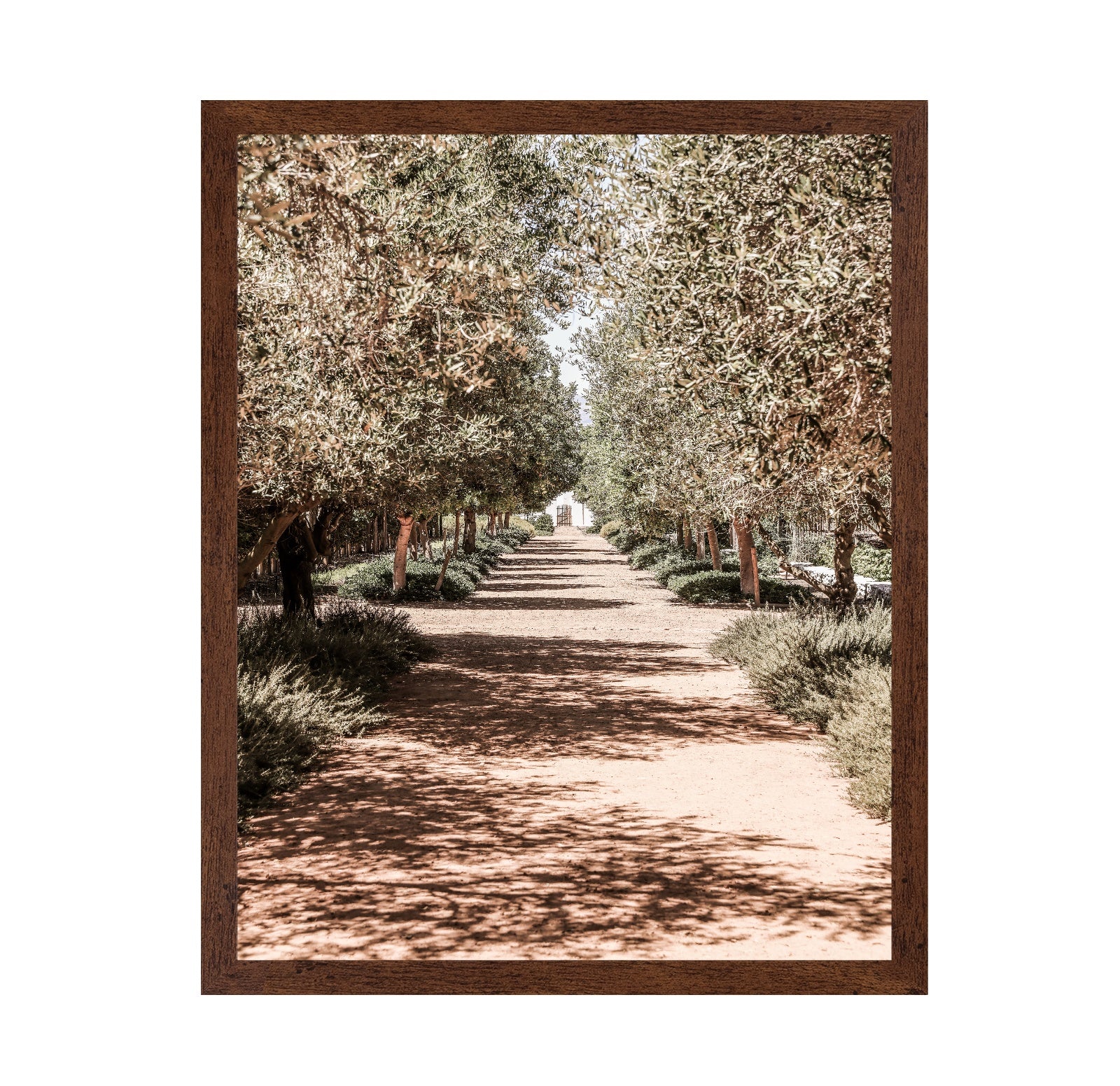 Olive Tree Pathway