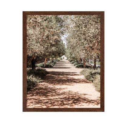 Olive Tree Pathway