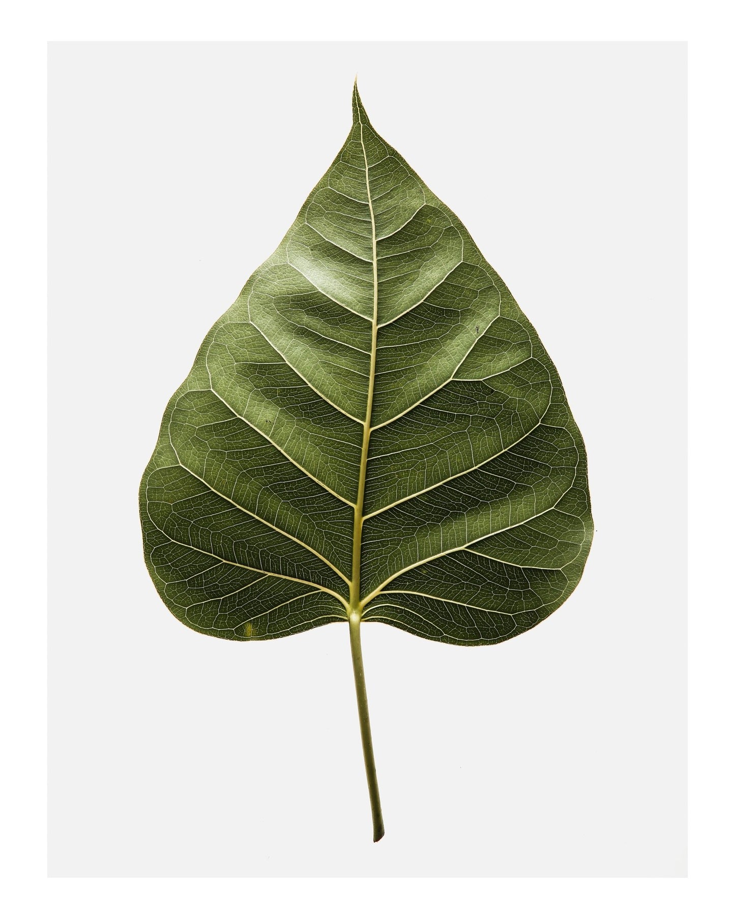 Botanical Leaf Detail