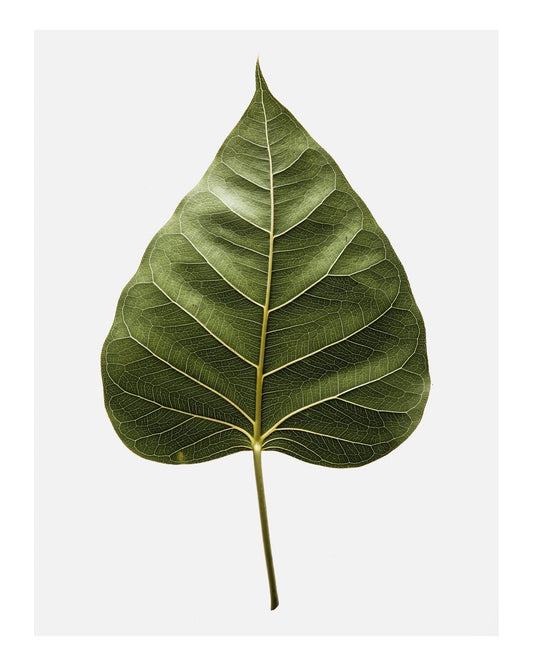 Botanical Leaf Detail