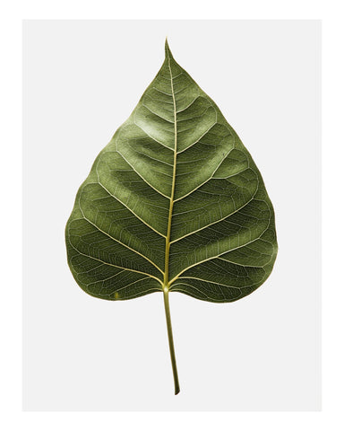 Botanical Leaf Detail