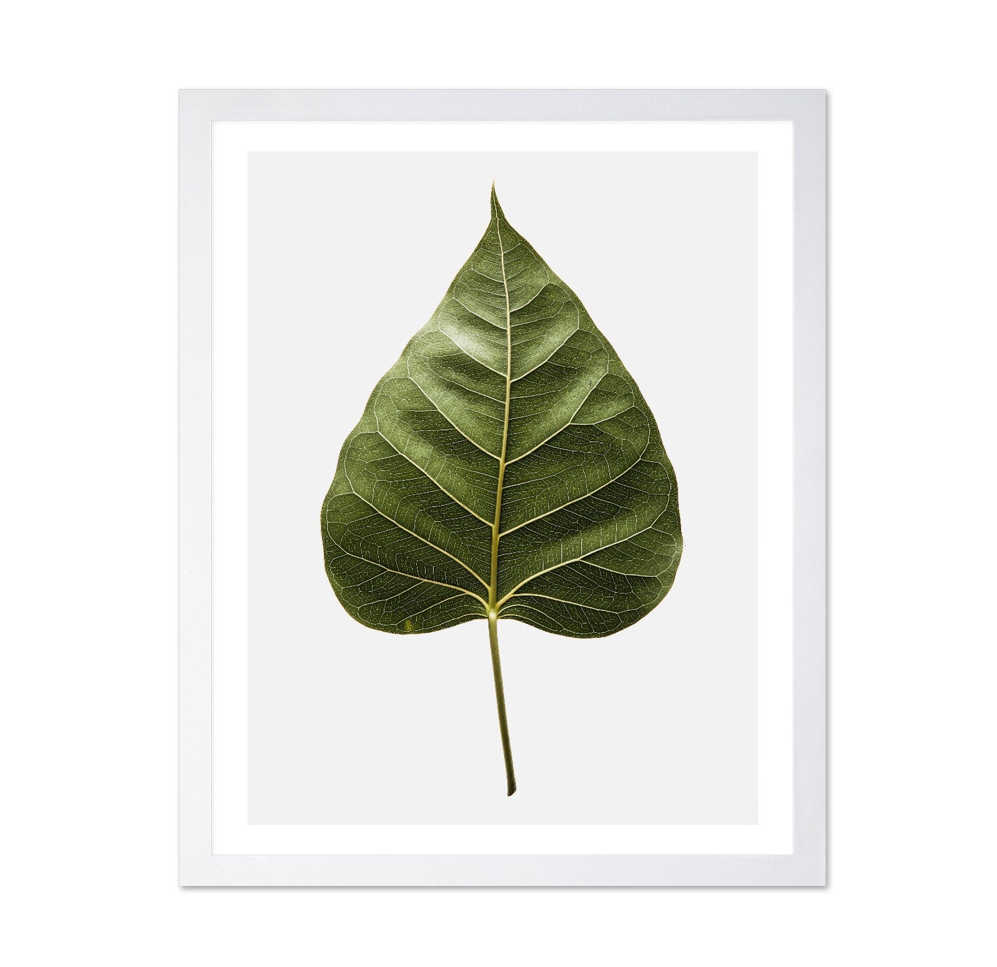 Botanical Leaf Detail
