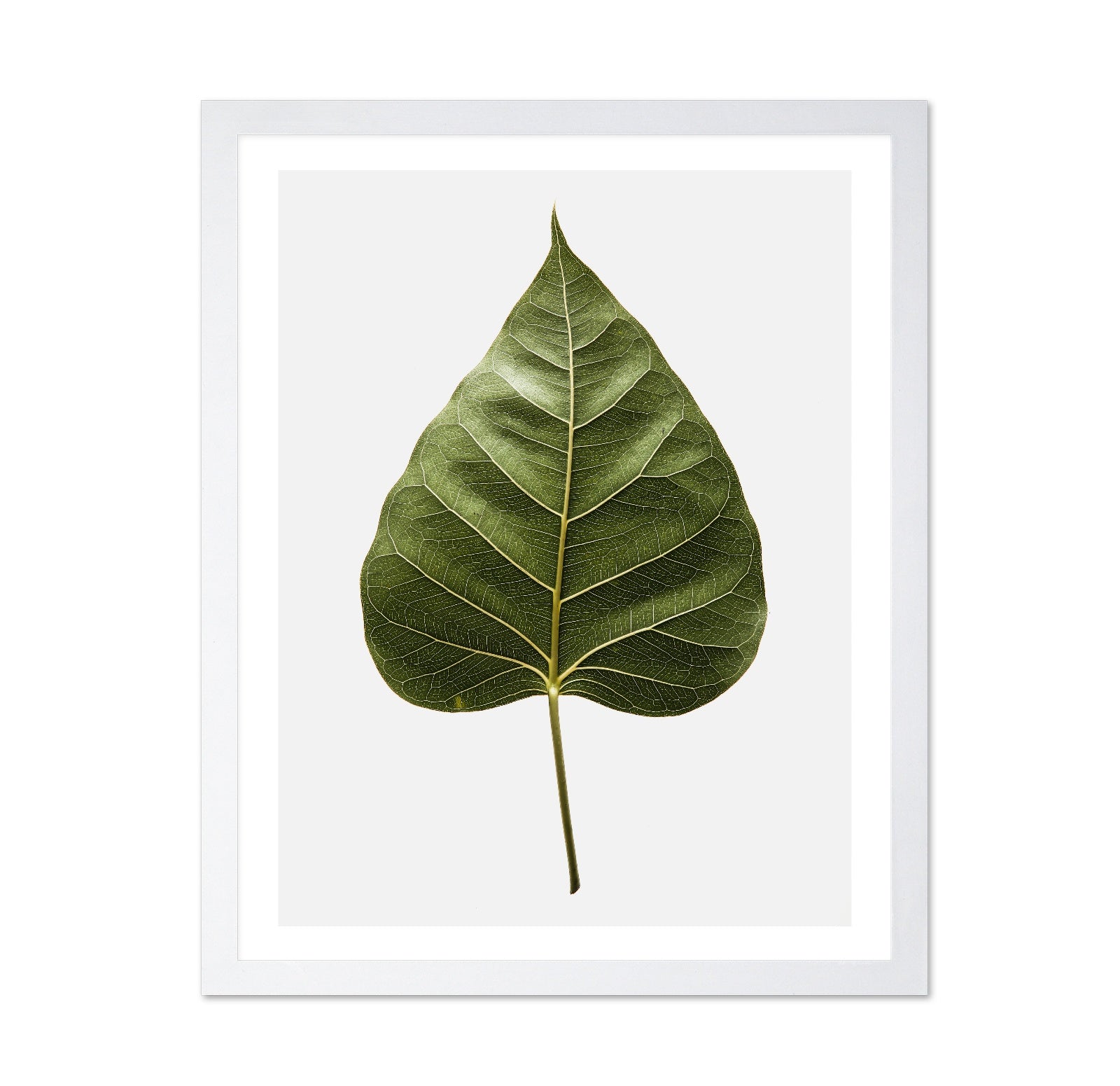 Botanical Leaf Detail