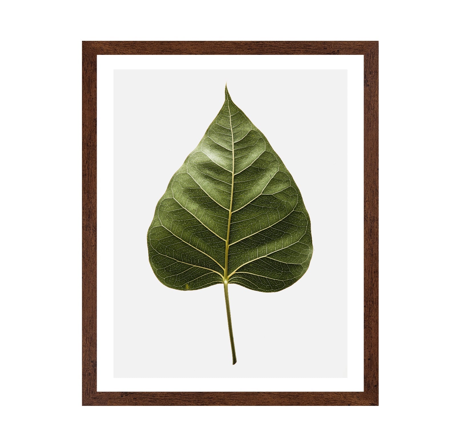 Botanical Leaf Detail
