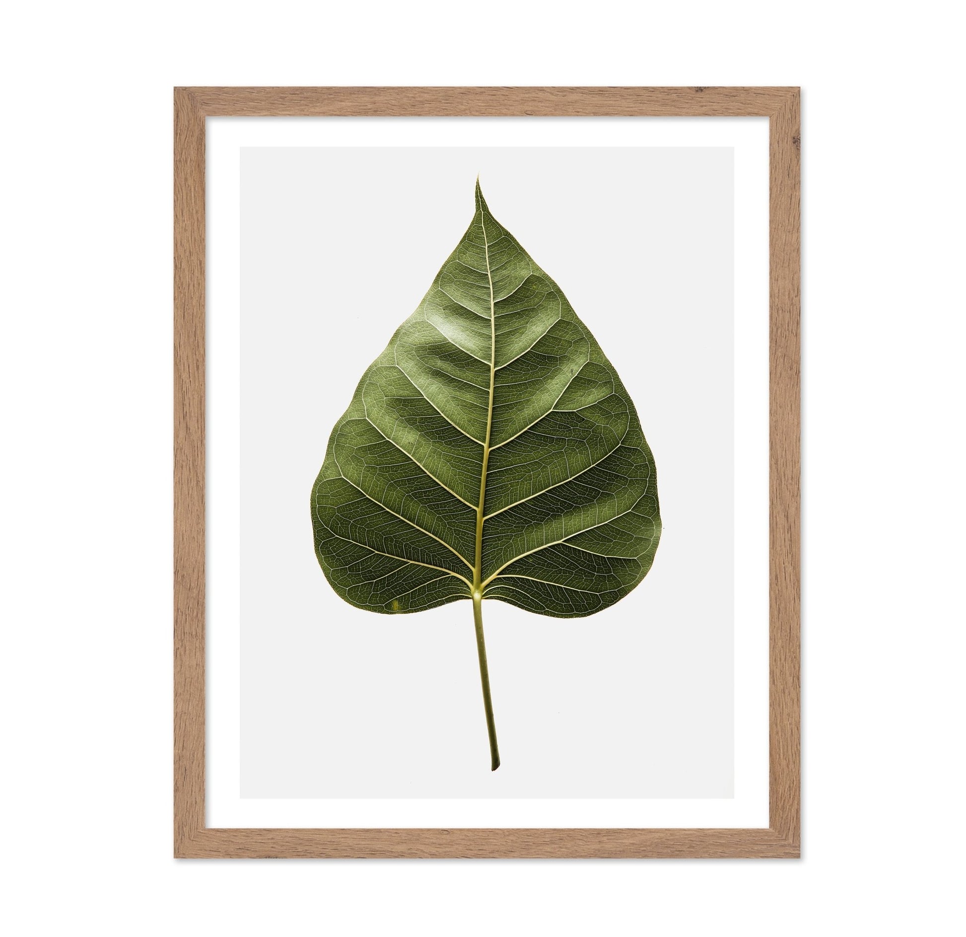Botanical Leaf Detail