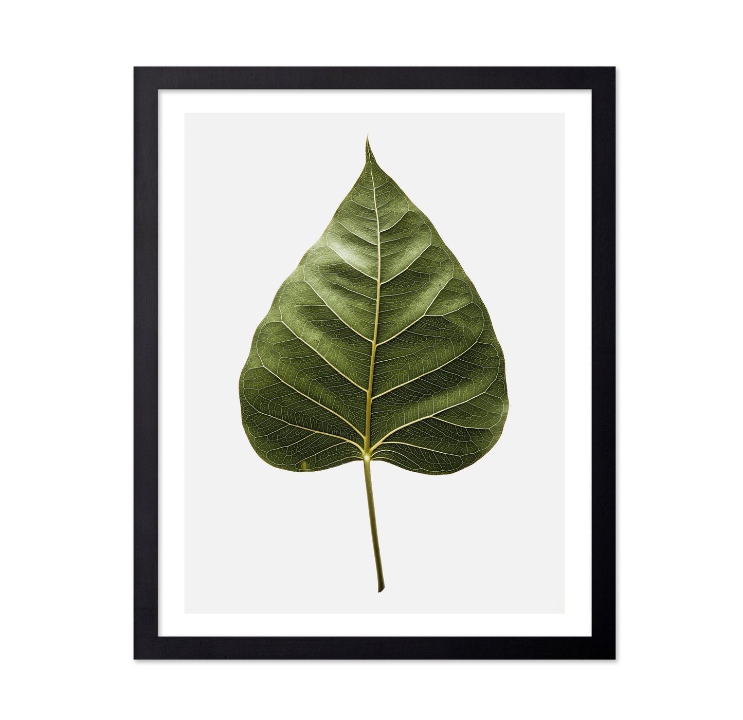 Botanical Leaf Detail
