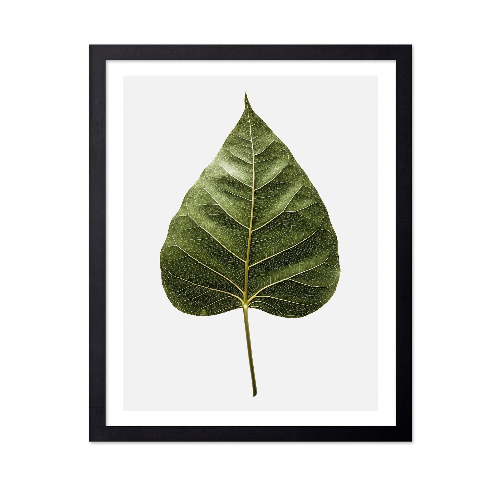 Botanical Leaf Detail