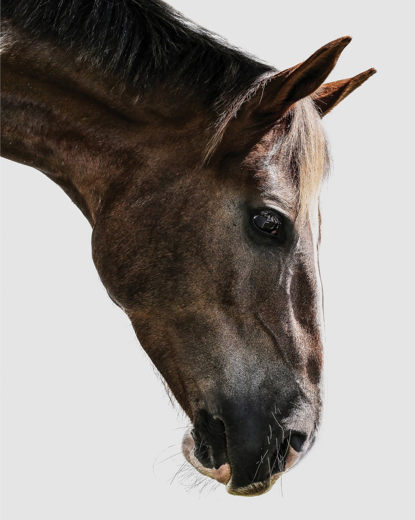 Horse Portrait Closeup No2