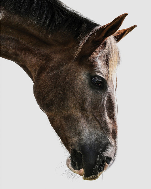 Horse Portrait Closeup No2