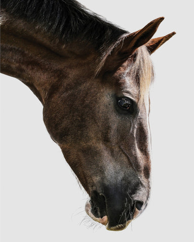 Horse Portrait Closeup No2
