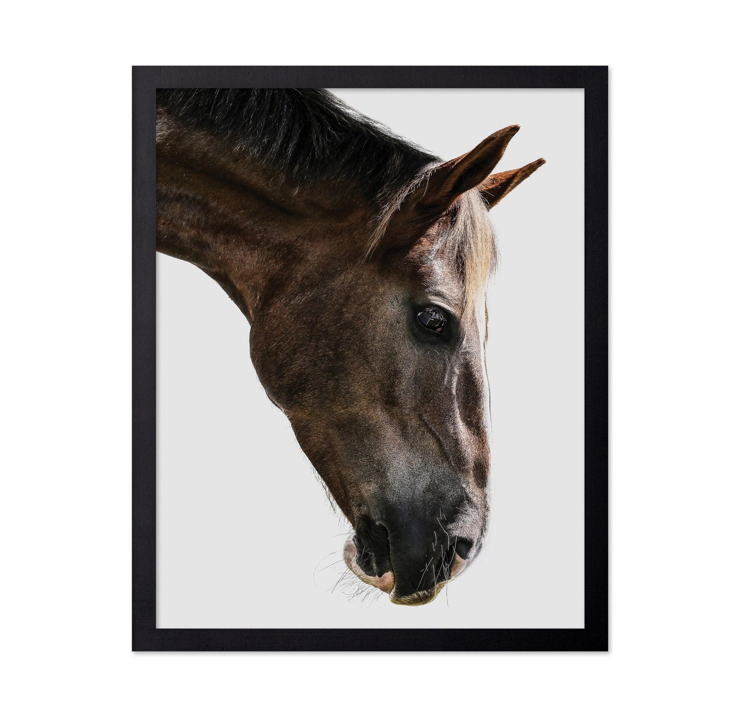 Horse Portrait Closeup No2