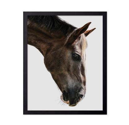 Horse Portrait Closeup No2