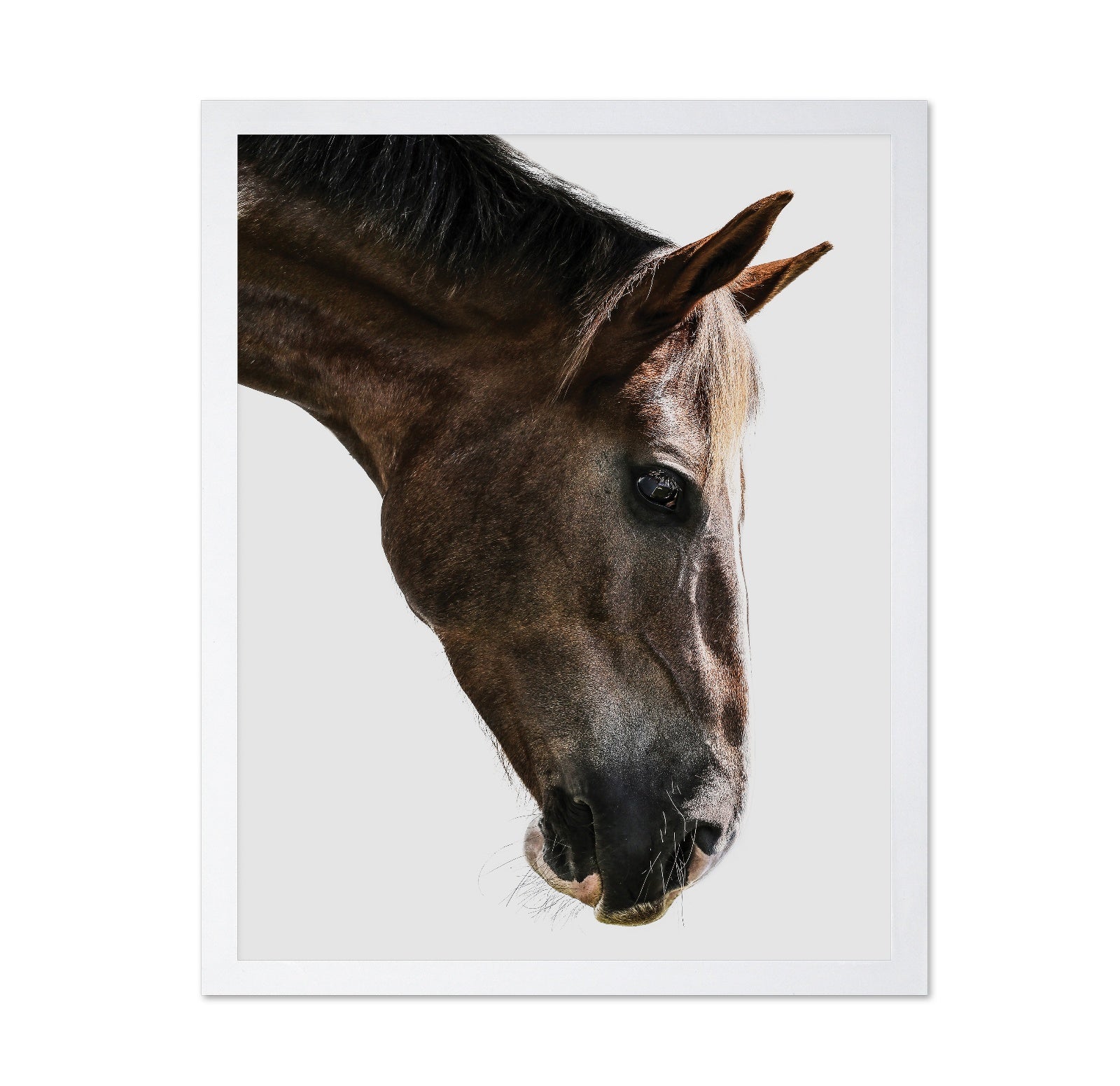Horse Portrait Closeup No2