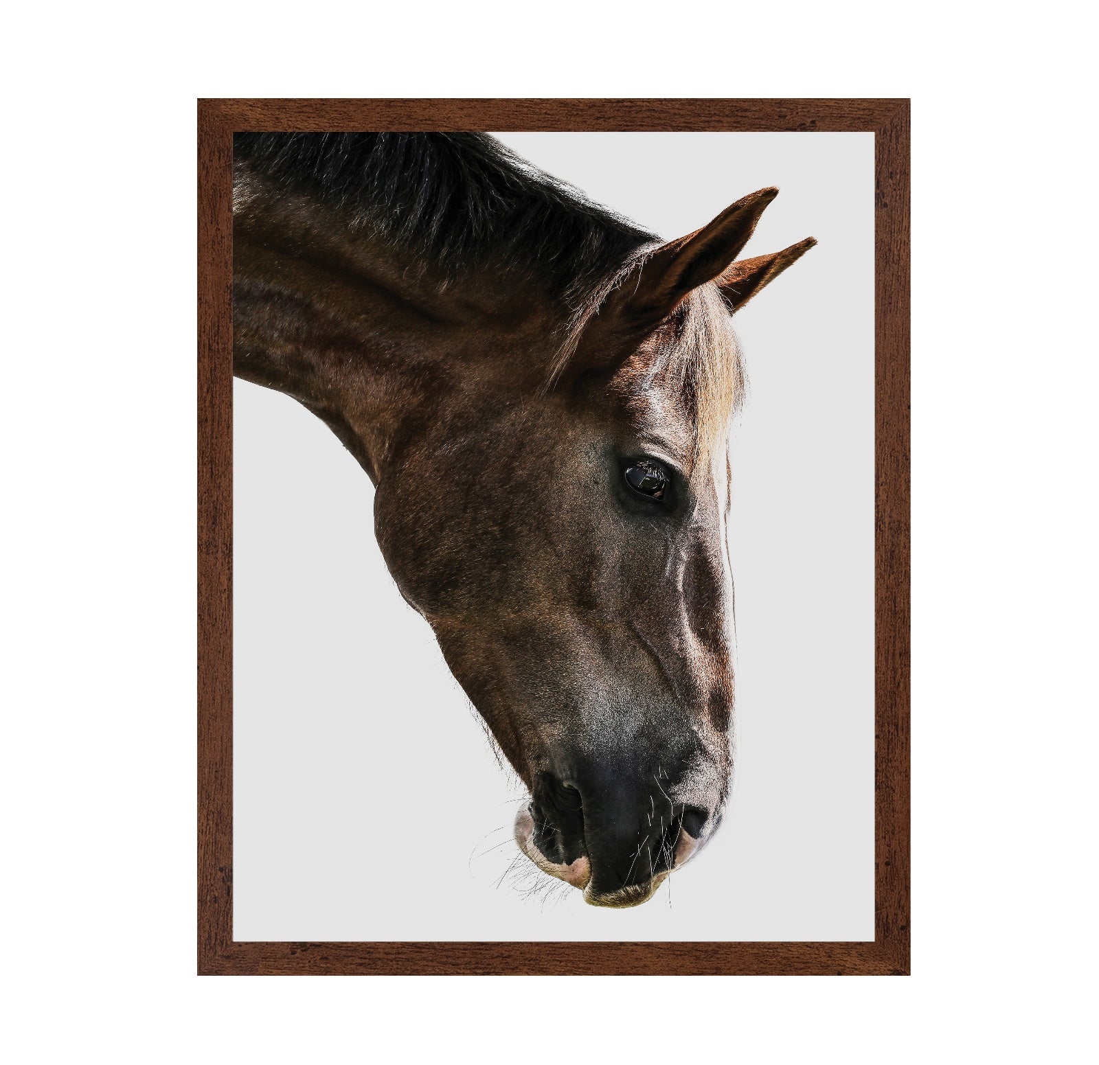 Horse Portrait Closeup No2