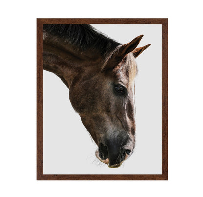 Horse Portrait Closeup No2