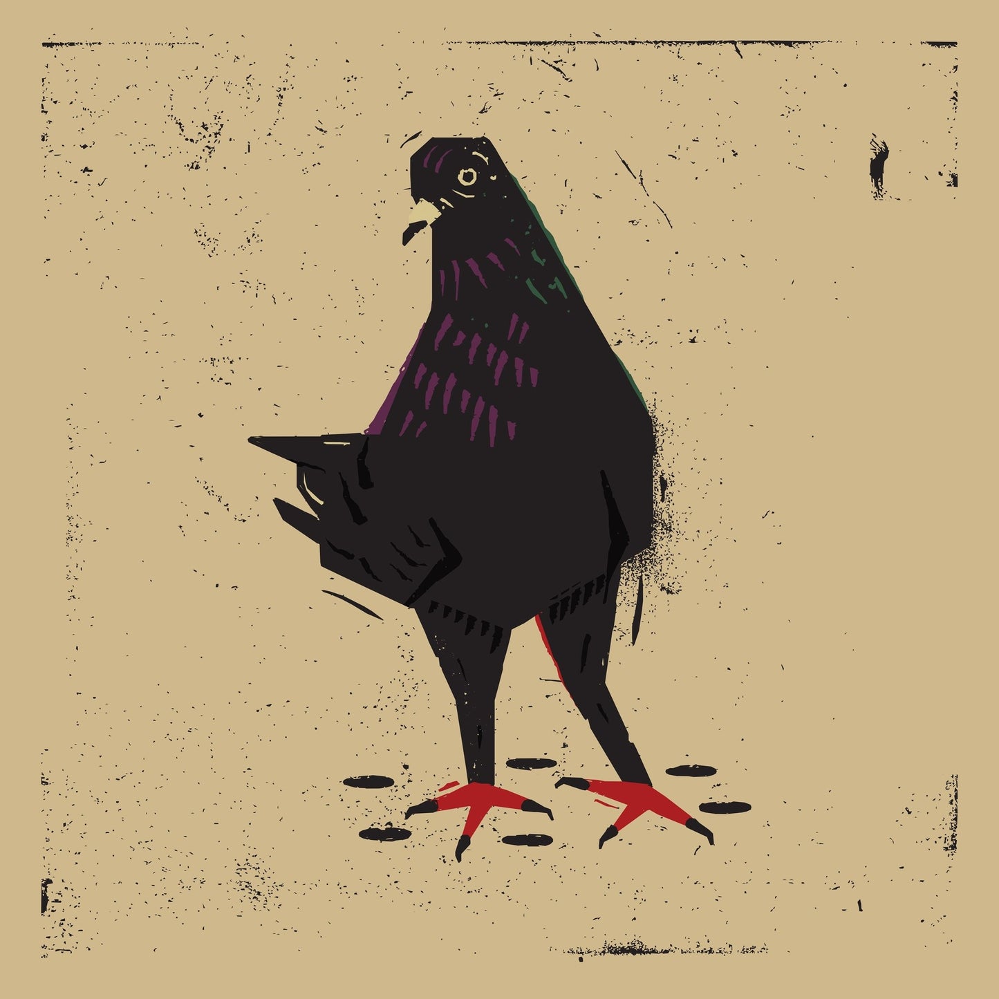Urban Black Pigeon