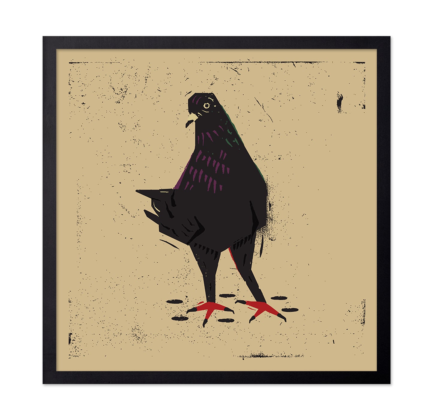 Urban Black Pigeon