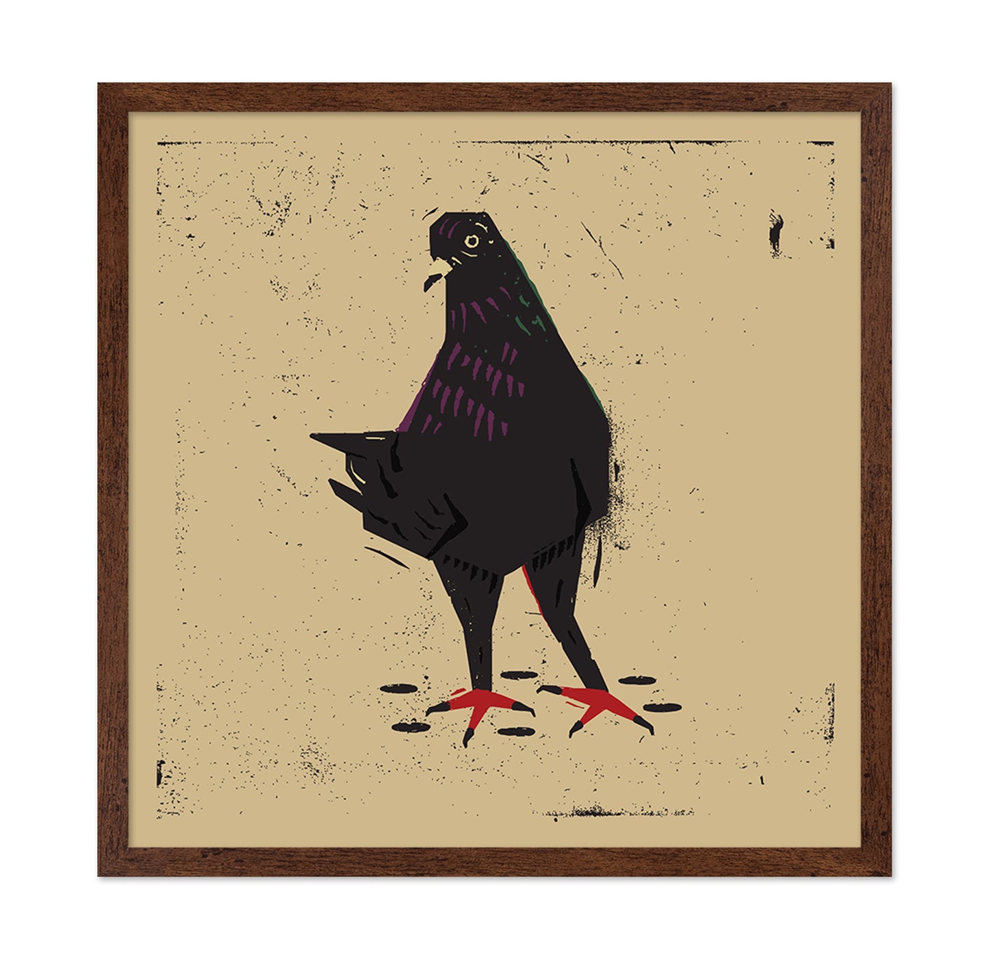 Urban Black Pigeon