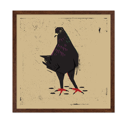 Urban Black Pigeon