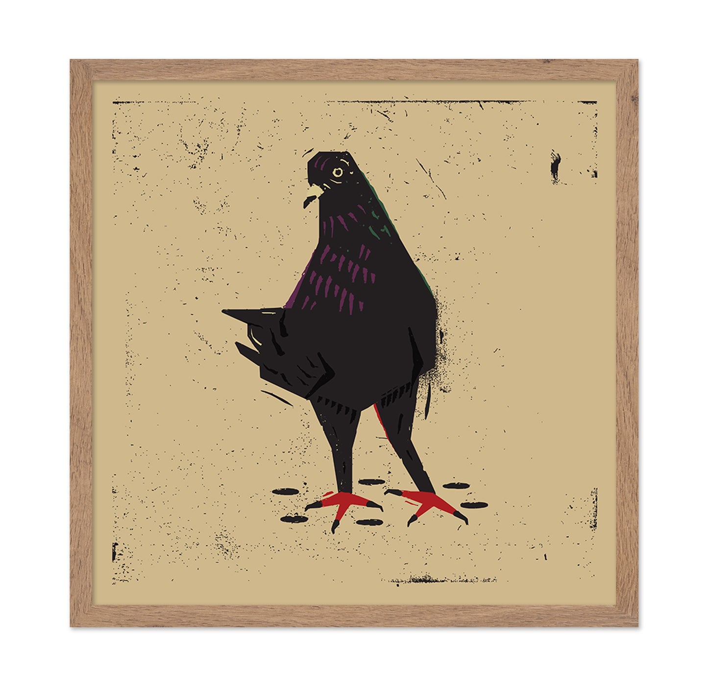 Urban Black Pigeon