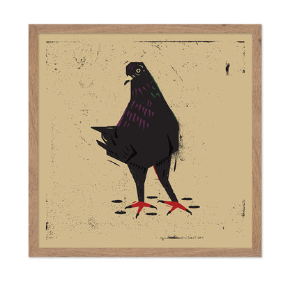 Urban Black Pigeon