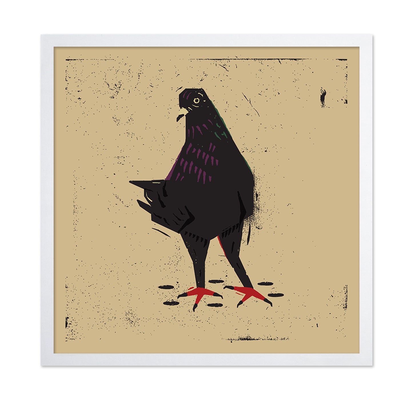 Urban Black Pigeon