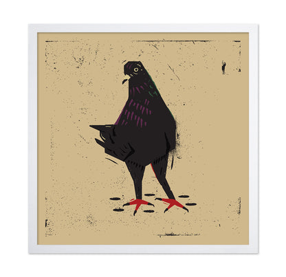 Urban Black Pigeon