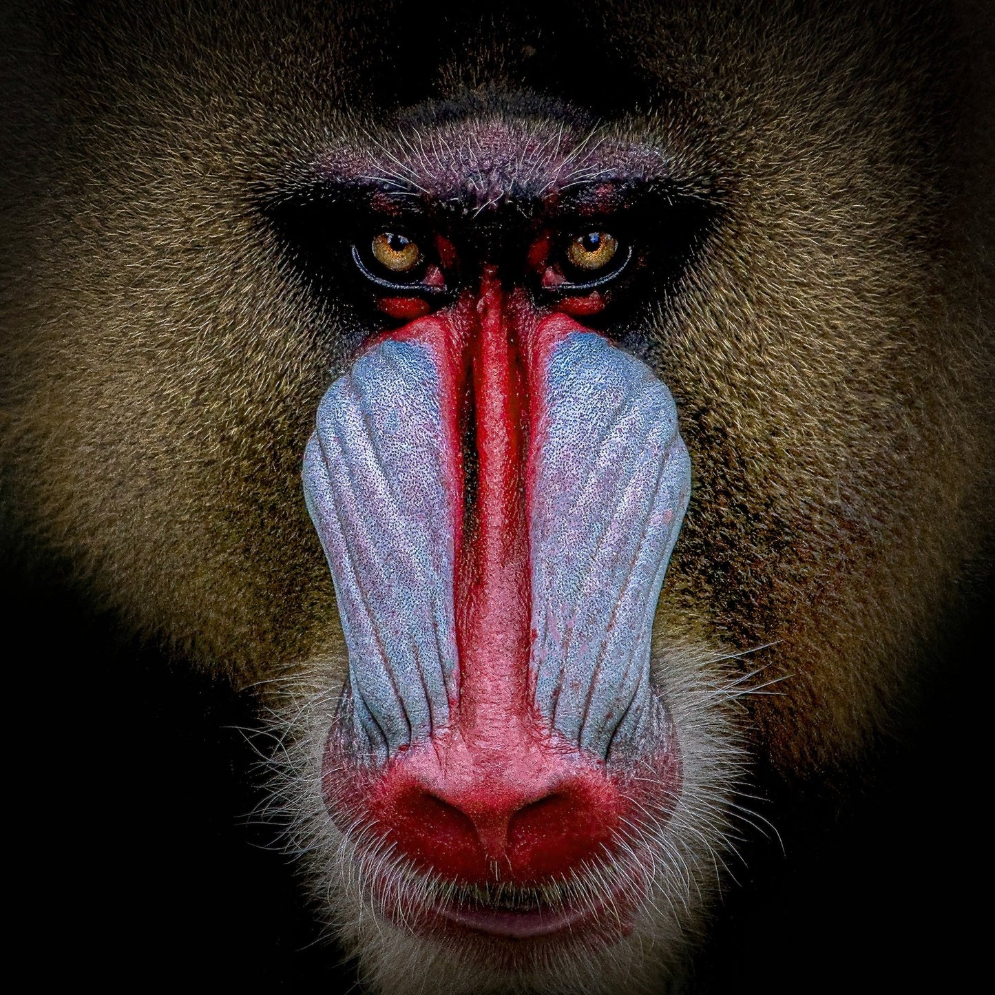 Mandrill Face Closeup