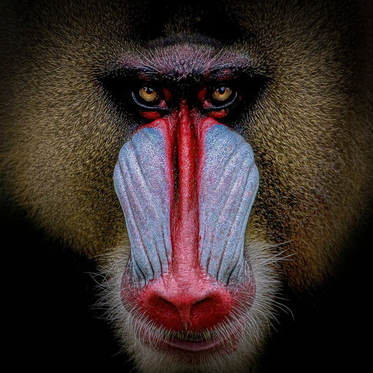 Mandrill Face Closeup