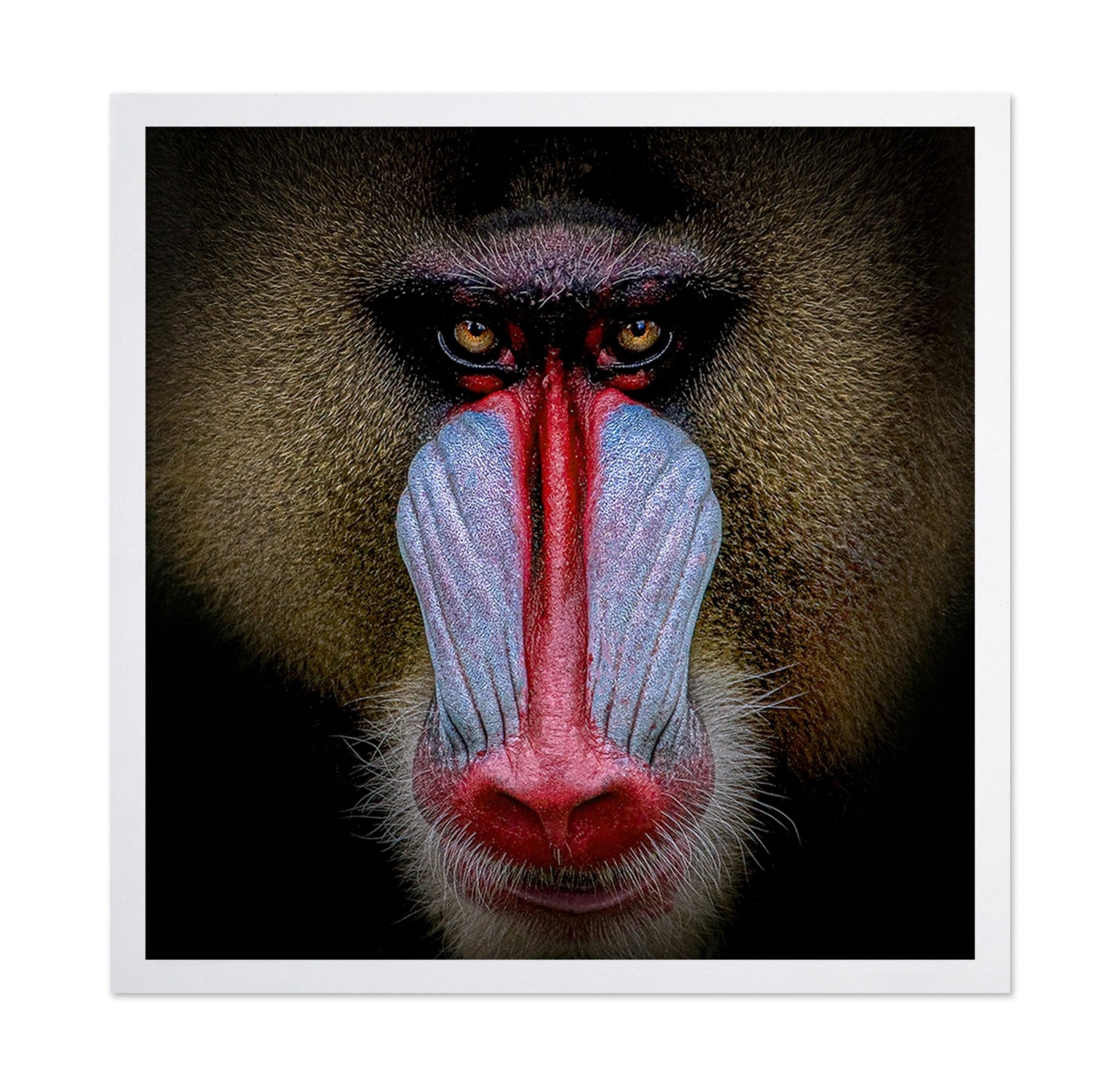 Mandrill Face Closeup
