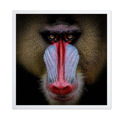 Mandrill Face Closeup